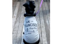 画像6: 【 California Vintage 】犬服 タンクトップ San Francisco  (6)