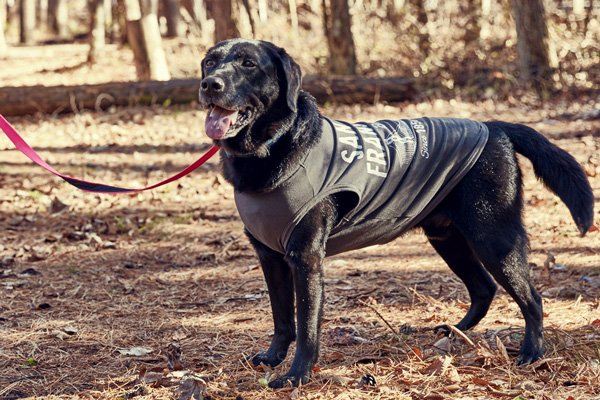 California Vintage 犬服 タンクトップ San Francisco 犬服 日本製のおしゃれな犬服 卸売 カリフォルニアヴィンテージ ペット用品の卸 犬用シャンプー 犬服 卸売 マリブドッグホールセール California Vintage 犬服 タンクトップ San Francisco 犬服 日本製のおしゃれな犬服 卸売 カリフォルニアヴィンテージ ペット用品の卸 犬用シャンプー 犬服 卸売 マリブドッグホールセール