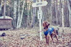 画像4: 【 California Vintage 】犬服 タンクトップ Yosemite (4)