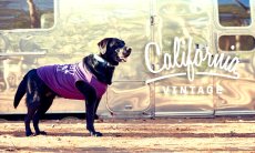 画像13: 【 California Vintage 】犬服 タンクトップ　Malibu  (13)