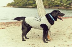 画像11: 【 California Vintage 】犬服 タンクトップ　Malibu  (11)