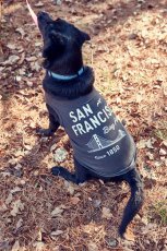 画像7: 【 California Vintage 】犬服 タンクトップ San Francisco  (7)