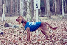 画像8: 【 California Vintage 】犬服 タンクトップ Yosemite (8)