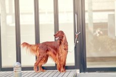 画像11: 【SALON FOR DOGS】 ミネラル Pro  業務用セット 3.8L (11)