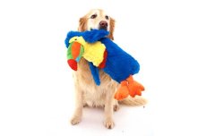 画像1: 【DOGGLES】Blue Toucan (1)