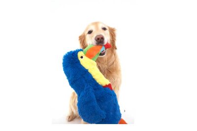 画像2: 【DOGGLES】Blue Toucan