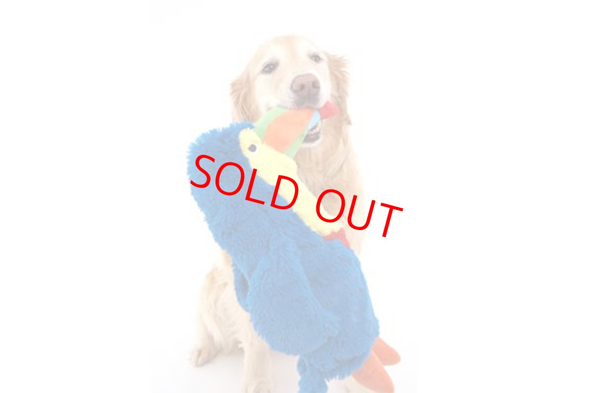 画像6: 【DOGGLES】Blue Toucan (6)
