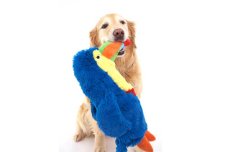 画像6: 【DOGGLES】Blue Toucan (6)