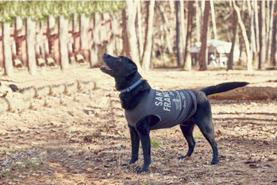 犬服　大型犬