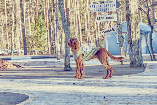 画像1: 【 California Vintage 】犬服 タンクトップ Yosemite (1)